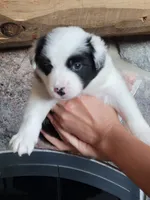 Lily, a female Border Collie for sale in Highland, MI – 1 of 3
