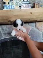 Bo Peep, a female Border Collie for sale in Highland, MI – 2 of 5