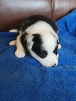 Lily, a female Border Collie for sale in Highland, MI – 2 of 3