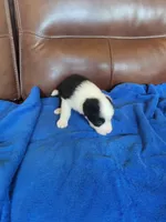 Bo Peep, a female Border Collie for sale in Highland, MI – 5 of 5