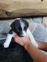 Jesse, a female Border Collie for sale in Highland, MI – 2 of 3