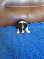 Jesse, a female Border Collie for sale in Highland, MI – 3 of 3