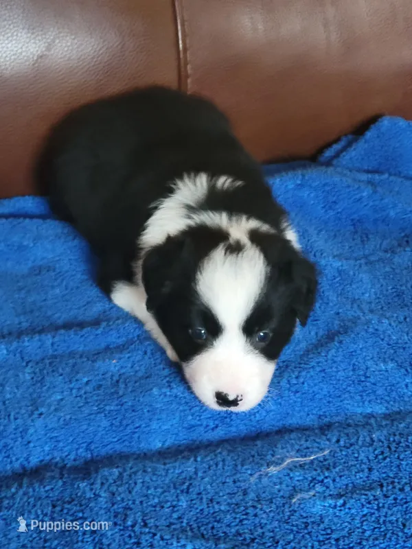 Buzz – Border Collie puppy for sale in Highland, MI