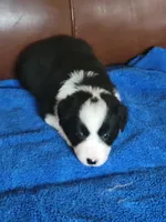 Buzz, a male Border Collie for sale in Highland, MI – 1 of 4