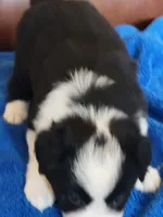 Buzz, a male Border Collie for sale in Highland, MI – 3 of 4