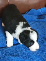 Buzz, a male Border Collie for sale in Highland, MI – 2 of 4