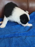 Bo Peep, a female Border Collie for sale in Highland, MI – 4 of 5