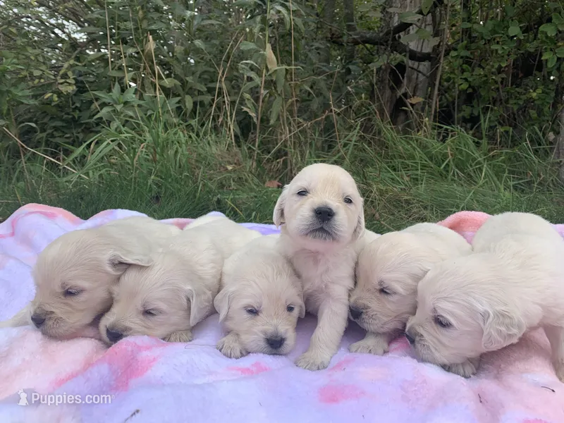 Josie – English Cream Golden Retriever puppy for sale in Merrill, WI