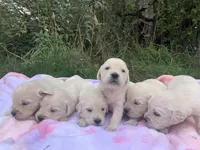 Josie, a female English Cream Golden Retriever for sale in Merrill, WI – 1 of 2