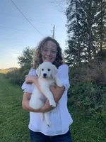 Josie, a female English Cream Golden Retriever for sale in Merrill, WI – 2 of 2