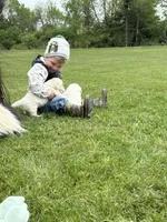 Golden Retriever Puppy – Expected June 2026, a  Golden Retriever for sale in Merrill, WI – Photo 6 of 10