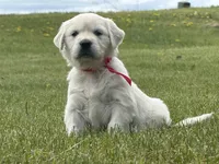 Golden Retriever Puppy – Expected June 2026, a  Golden Retriever for sale in Merrill, WI – Photo 3 of 10
