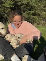 Golden Retriever Puppy – Expected June 2026, a  Golden Retriever for sale in Merrill, WI – Photo 9 of 10