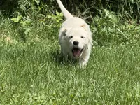 Golden Retriever Puppy – Expected June 2026, a  Golden Retriever for sale in Merrill, WI – Photo 5 of 10