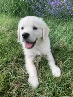 Golden Retriever Puppy – Expected June 2026, a  Golden Retriever for sale in Merrill, WI – Photo 2 of 10