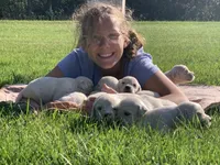 Golden Retriever Puppy – Expected June 2026, a  Golden Retriever for sale in Merrill, WI – Photo 10 of 10