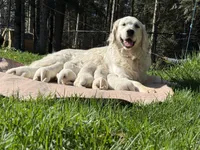 Golden Retriever Puppy – Expected June 2026, a  Golden Retriever for sale in Merrill, WI – Photo 8 of 10
