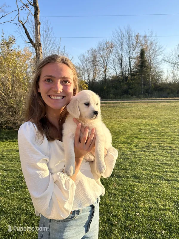 Golden Retriever Puppy – Expected June 2026, a  Golden Retriever for sale in Merrill, WI – Photo 1 of 10