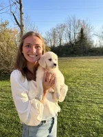 Golden Retriever Puppy – Expected June 2026, a  Golden Retriever for sale in Merrill, WI – Photo 1 of 10