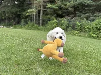 Golden Retriever Puppy – Expected June 2026, a  Golden Retriever for sale in Merrill, WI – Photo 4 of 10
