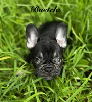 Bustelo , a male French Bulldog for sale in Tampa, FL – 1 of 3