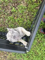 Cappuccino , a male French Bulldog for sale in Tampa, FL – 3 of 4