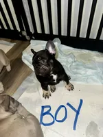 Bustelo , a male French Bulldog for sale in Tampa, FL – 2 of 3