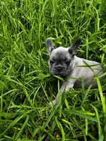 Berta, a female French Bulldog for sale in Tampa, FL – 4 of 4