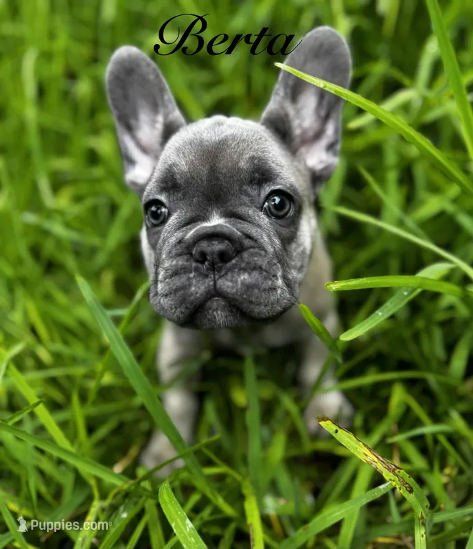 Berta – French Bulldog puppy for sale in Tampa, FL