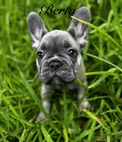 Berta, a female French Bulldog for sale in Tampa, FL – 1 of 4
