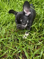 Frappe, a female French Bulldog for sale in Tampa, FL – 3 of 3