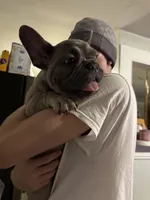 Berta, a female French Bulldog for sale in Tampa, FL – 3 of 4