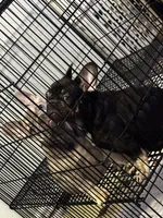 Bustelo , a male French Bulldog for sale in Tampa, FL – 3 of 3