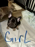 Frappe, a female French Bulldog for sale in Tampa, FL – 2 of 3