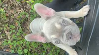 Cappuccino , a male French Bulldog for sale in Tampa, FL – 2 of 4