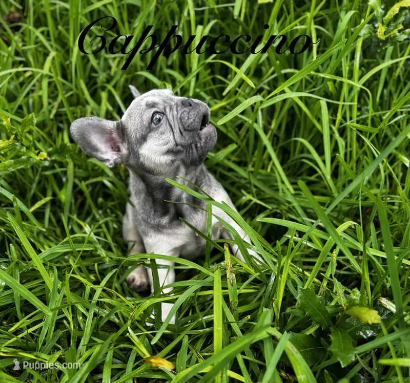Cappuccino  – French Bulldog puppy for sale in Tampa, FL