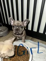 Berta, a female French Bulldog for sale in Tampa, FL – 2 of 4