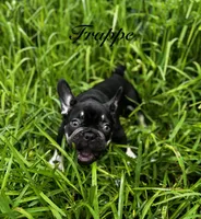 Frappe, a female French Bulldog for sale in Tampa, FL – 1 of 3