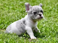 Jules, a male French Bulldog for sale in Pleasant Hope, MO – 7 of 8