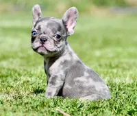Cato, a male French Bulldog for sale in Pleasant Hope, MO – 10 of 10