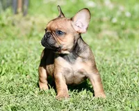 Circe, a male French Bulldog for sale in Pleasant Hope, MO – 7 of 10