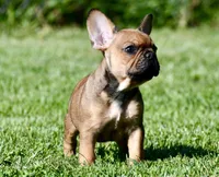 Circe, a male French Bulldog for sale in Pleasant Hope, MO – 5 of 10