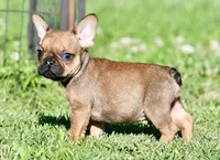 Circe, a male French Bulldog for sale in Pleasant Hope, MO – 6 of 10
