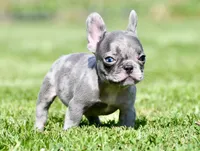 Cato, a male French Bulldog for sale in Pleasant Hope, MO – 8 of 10