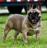 Diesel, a male French Bulldog for sale in Pleasant Hope, MO – 8 of 9
