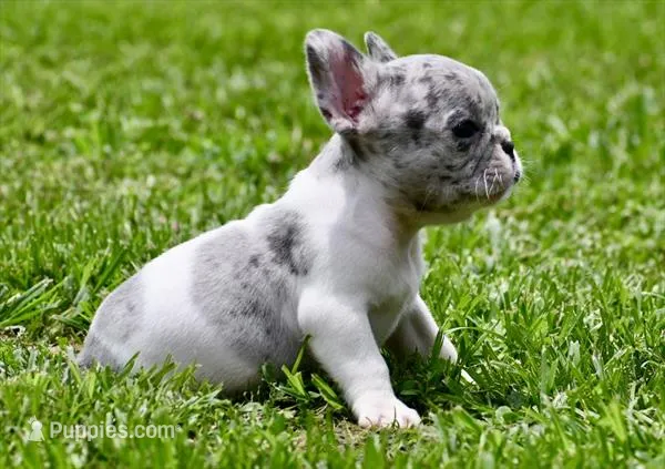 Jules – French Bulldog puppy on hold in Pleasant Hope, MO
