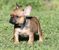 Circe, a male French Bulldog for sale in Pleasant Hope, MO – 4 of 10