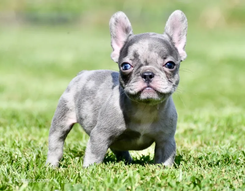 Cato – French Bulldog puppy for sale in Pleasant Hope, MO