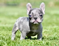 Cato, a male French Bulldog for sale in Pleasant Hope, MO – 1 of 10