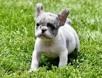 Jules, a male French Bulldog for sale in Pleasant Hope, MO – 8 of 8
